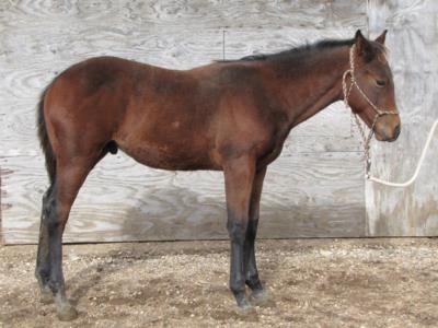 Paddys Gin Reed JW<br>AQHA 5608174